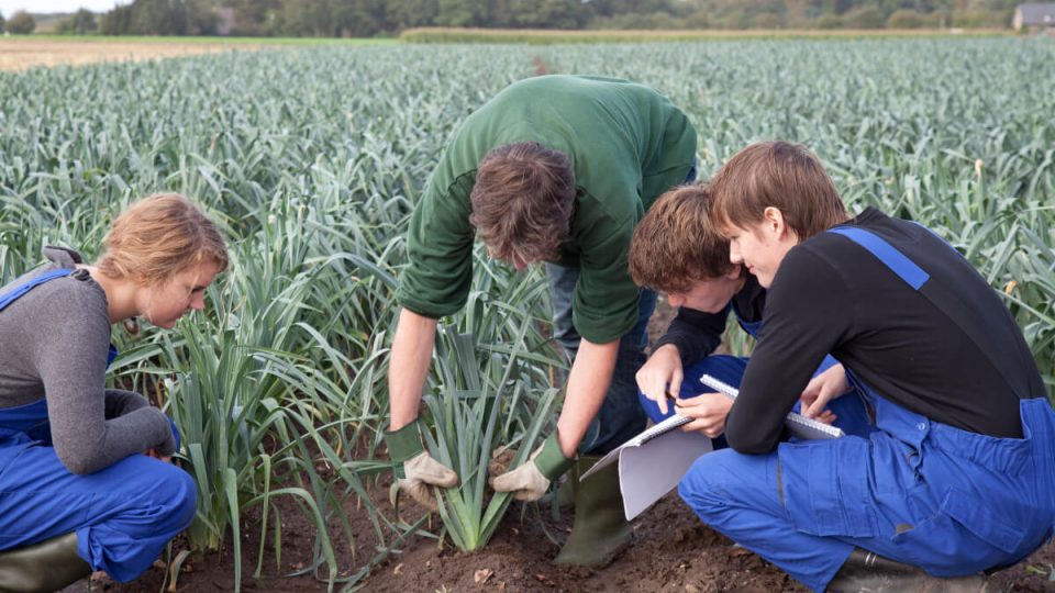Group of young people working in a field